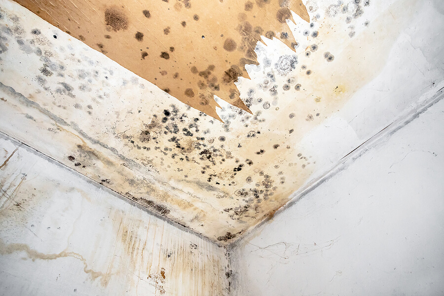 Home mold damage illustrating the importance of mold prevention and remediation
