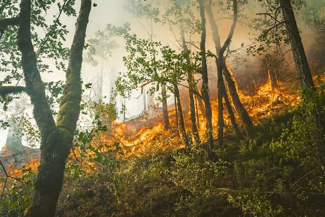 Forest fires are an example of why you should take steps to prevent fire in your home