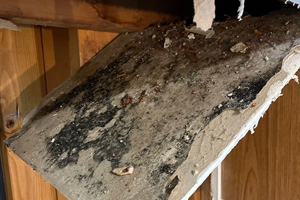 Colorado mold remediation service 24/7