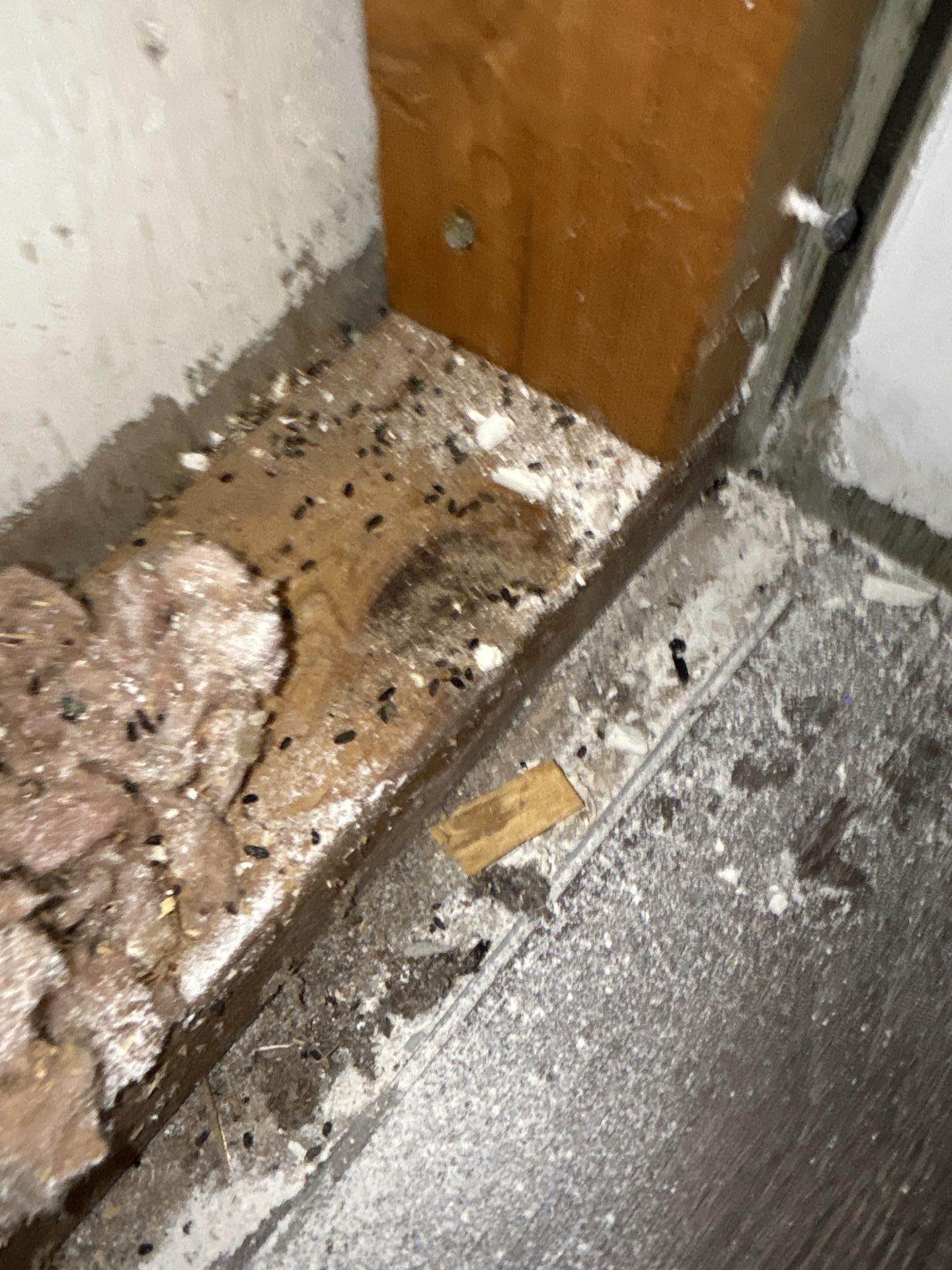 Demolition work during mold remediation showing affected materials
