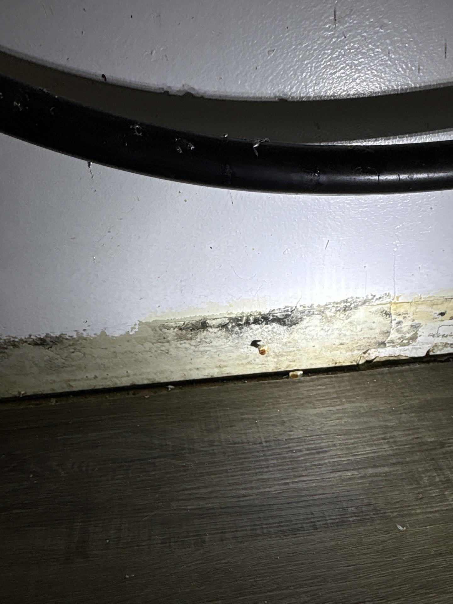 Suspect microbial growth discovered near water softener equipment