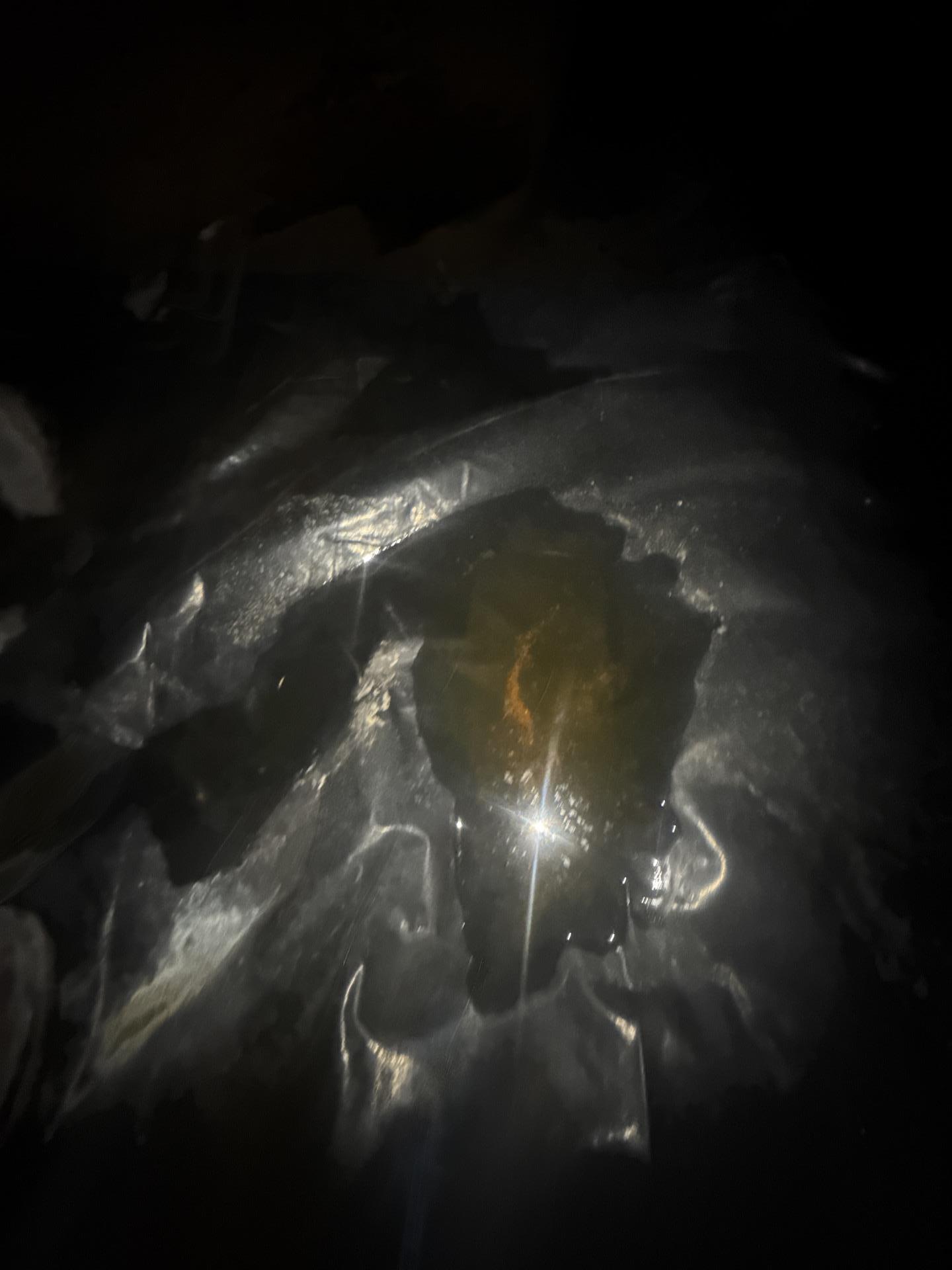 Crawlspace framing with visible suspect microbial growth on structural members prior to remediation