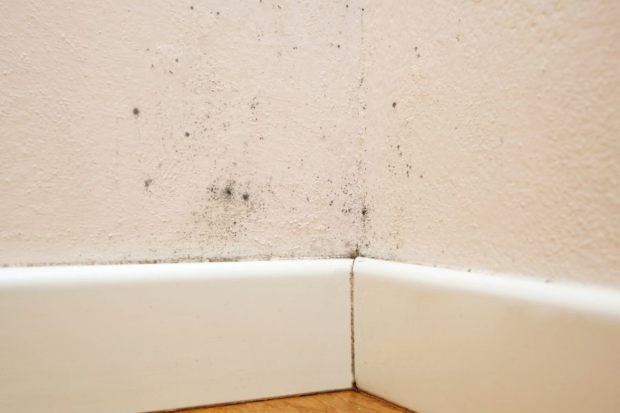 Mold growth on drywall after water damage