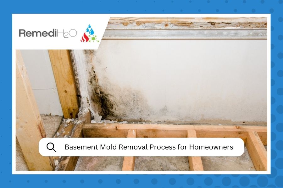 Basement Mold Removal Process for Homeowners