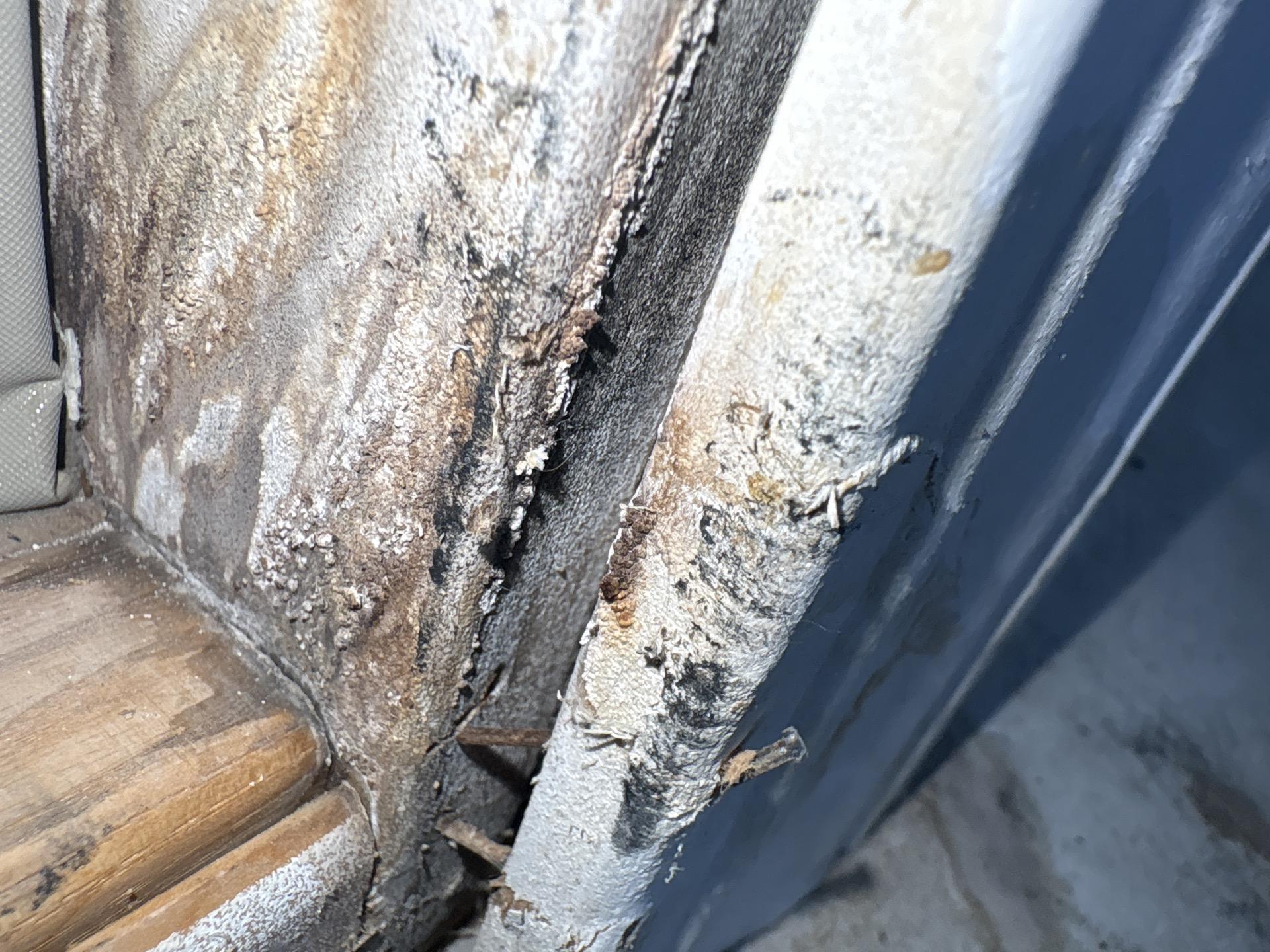 Garage and mechanical room entry showing suspect microbial growth at threshold area