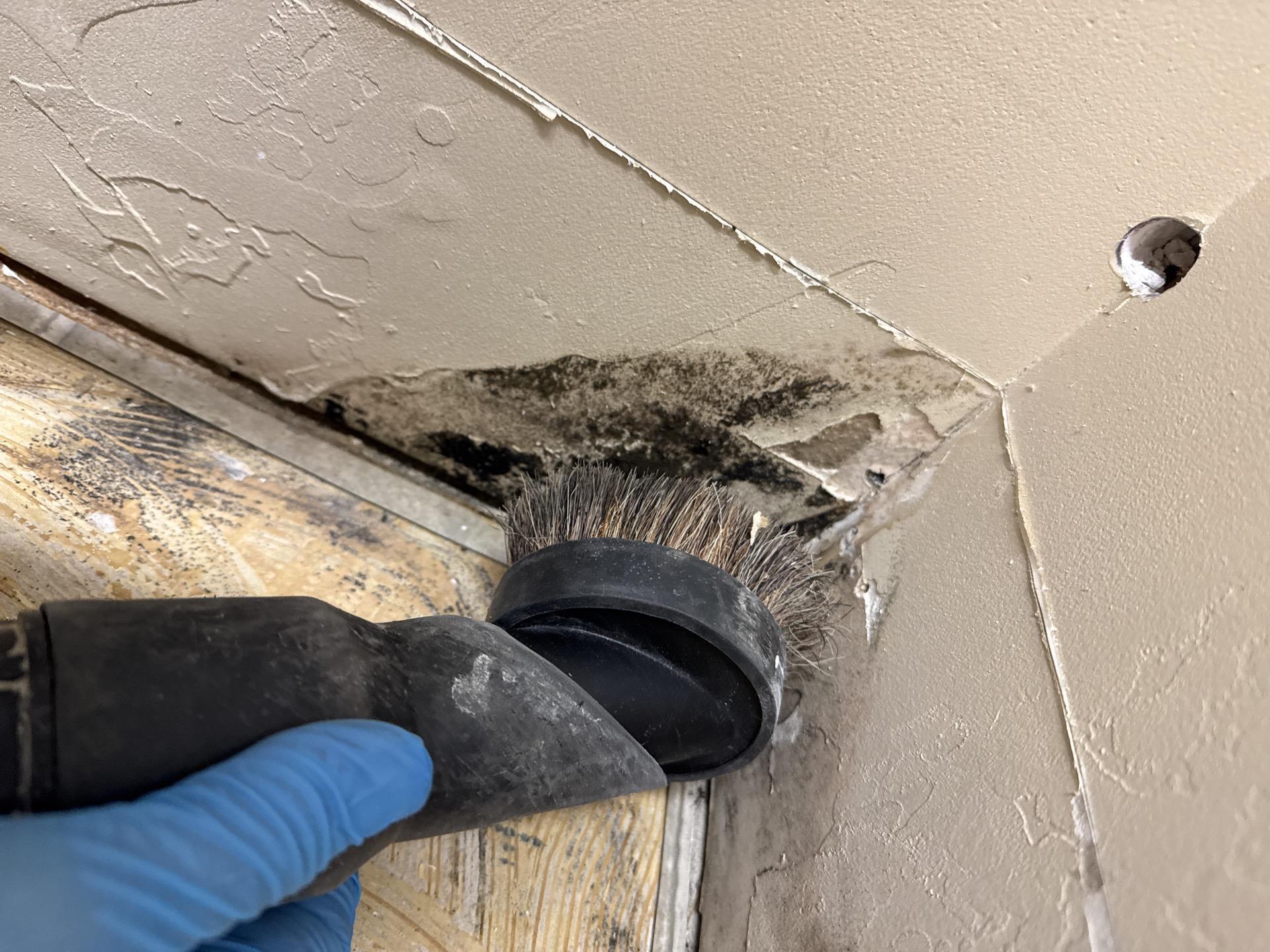 Laundry room mold remediation process showing structural treatment of wall framing