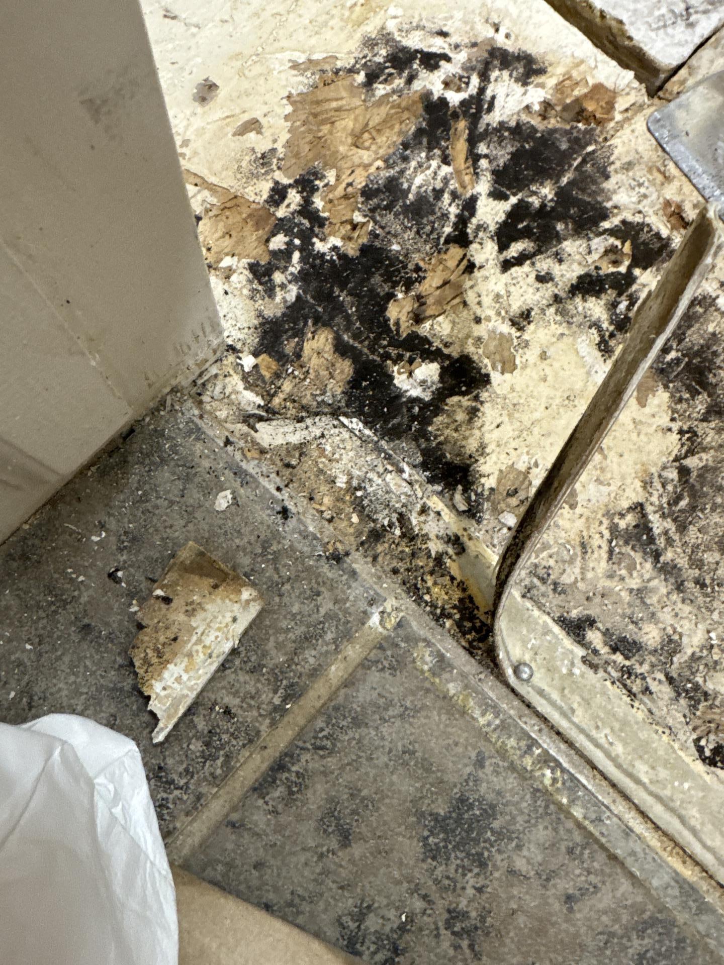 Visible mold staining on laundry room baseboards and flooring assembly before remediation