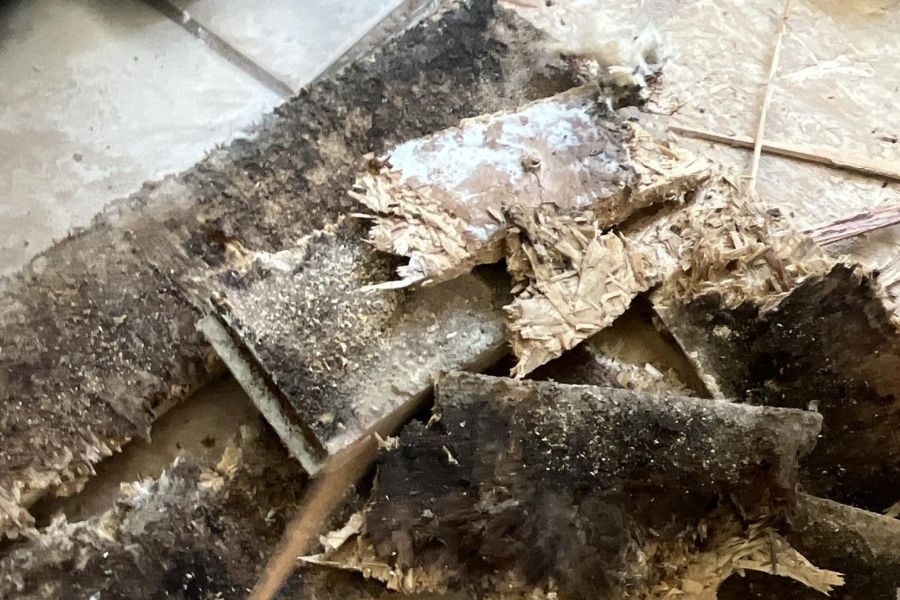 Technician removing mold-contaminated drywall from a basement during professional remediation