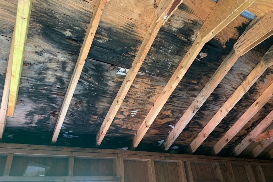 Dark mold staining on attic roof sheathing and rafters in a Delta area home