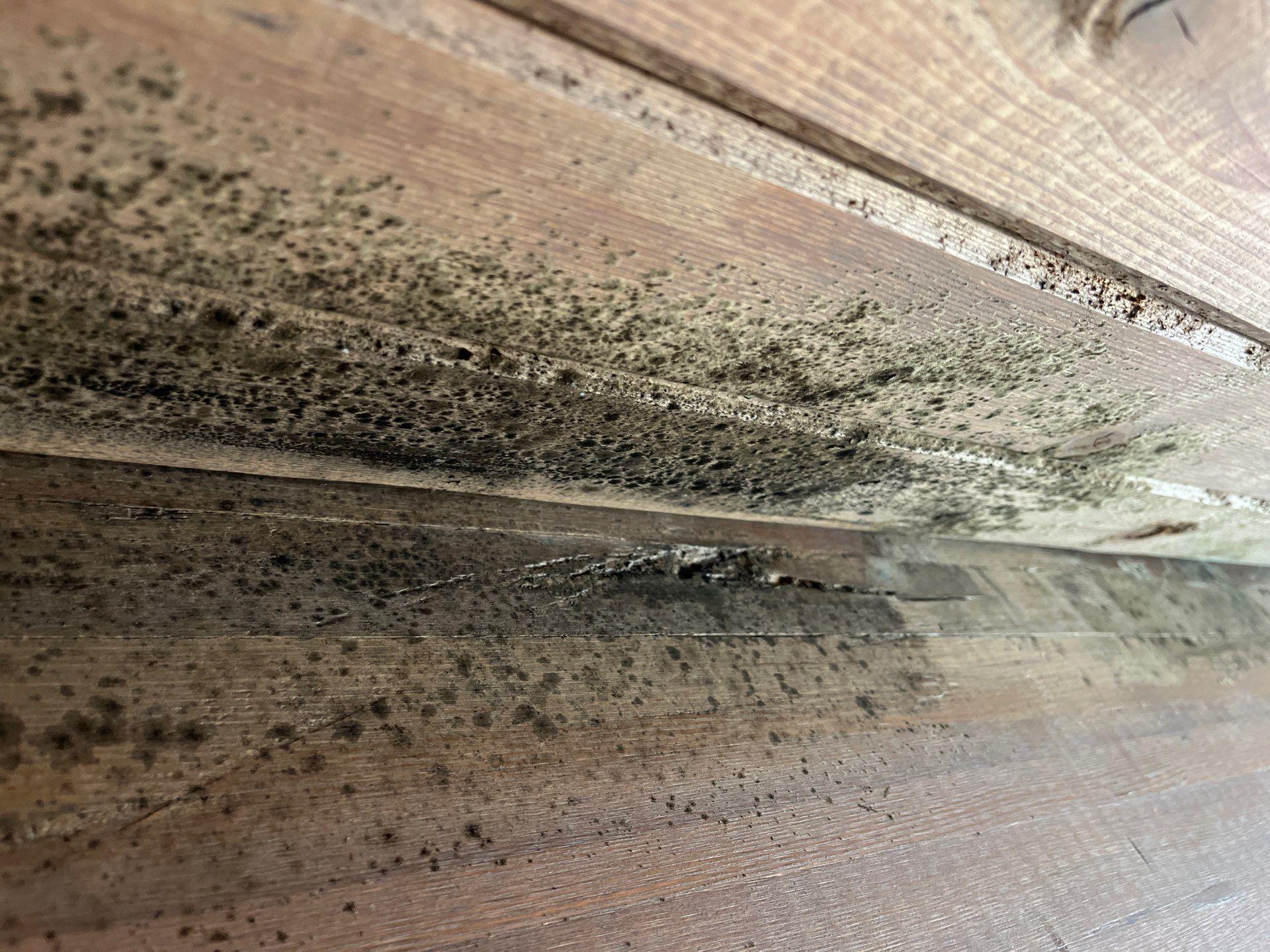 Dark microbial growth on structural wood inside the affected ceiling cavity