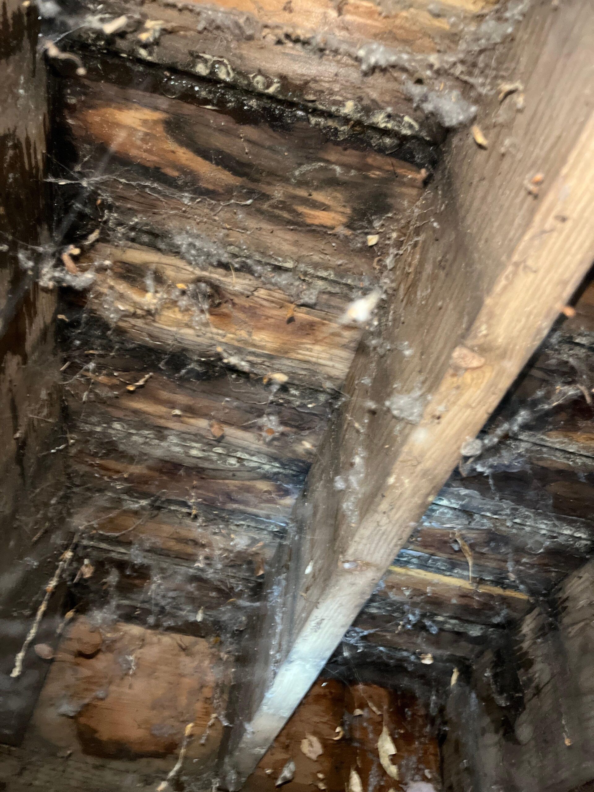 Mold staining along a wood beam affected by the roof leak