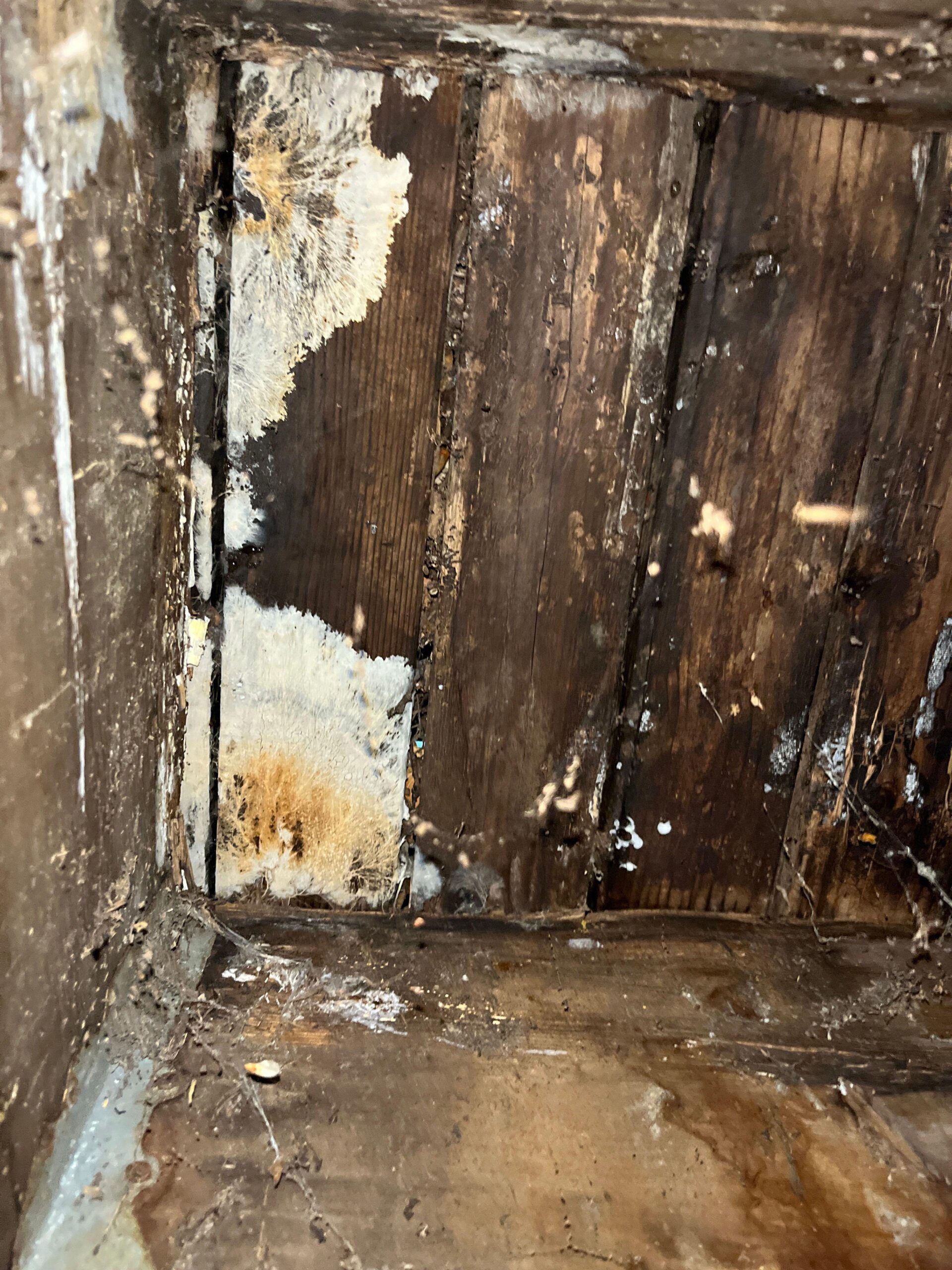 Heavy microbial growth on wood framing exposed during demolition