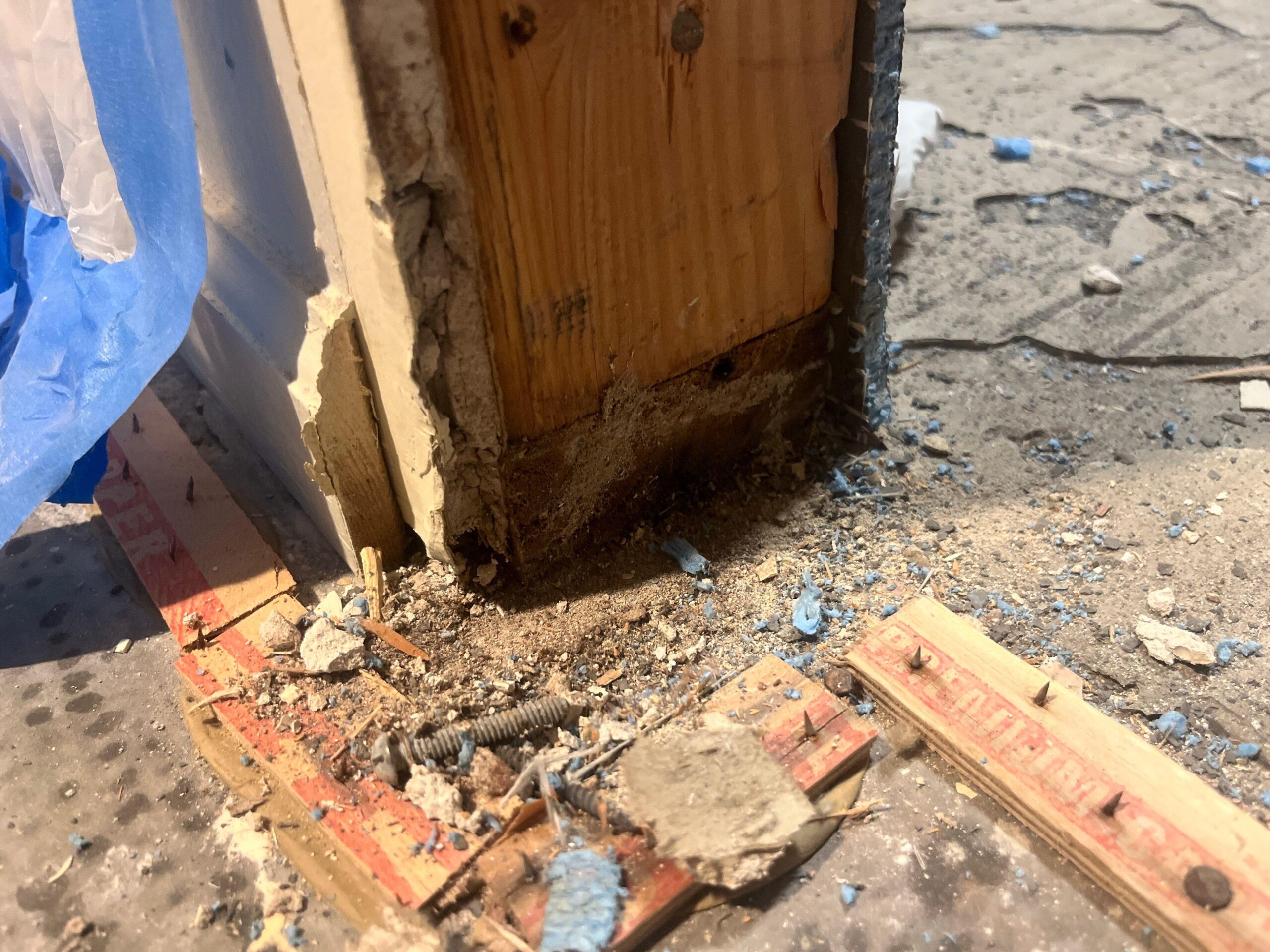 Close-up of microbial growth on saturated structural wood