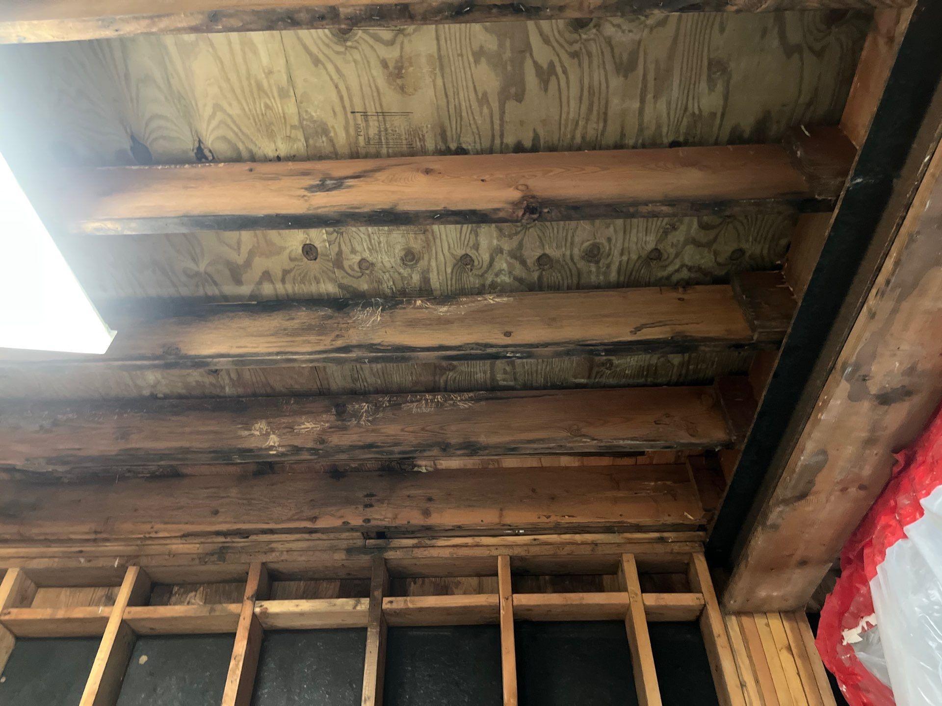 Microbial growth spreading across exposed wood framing after a roof leak