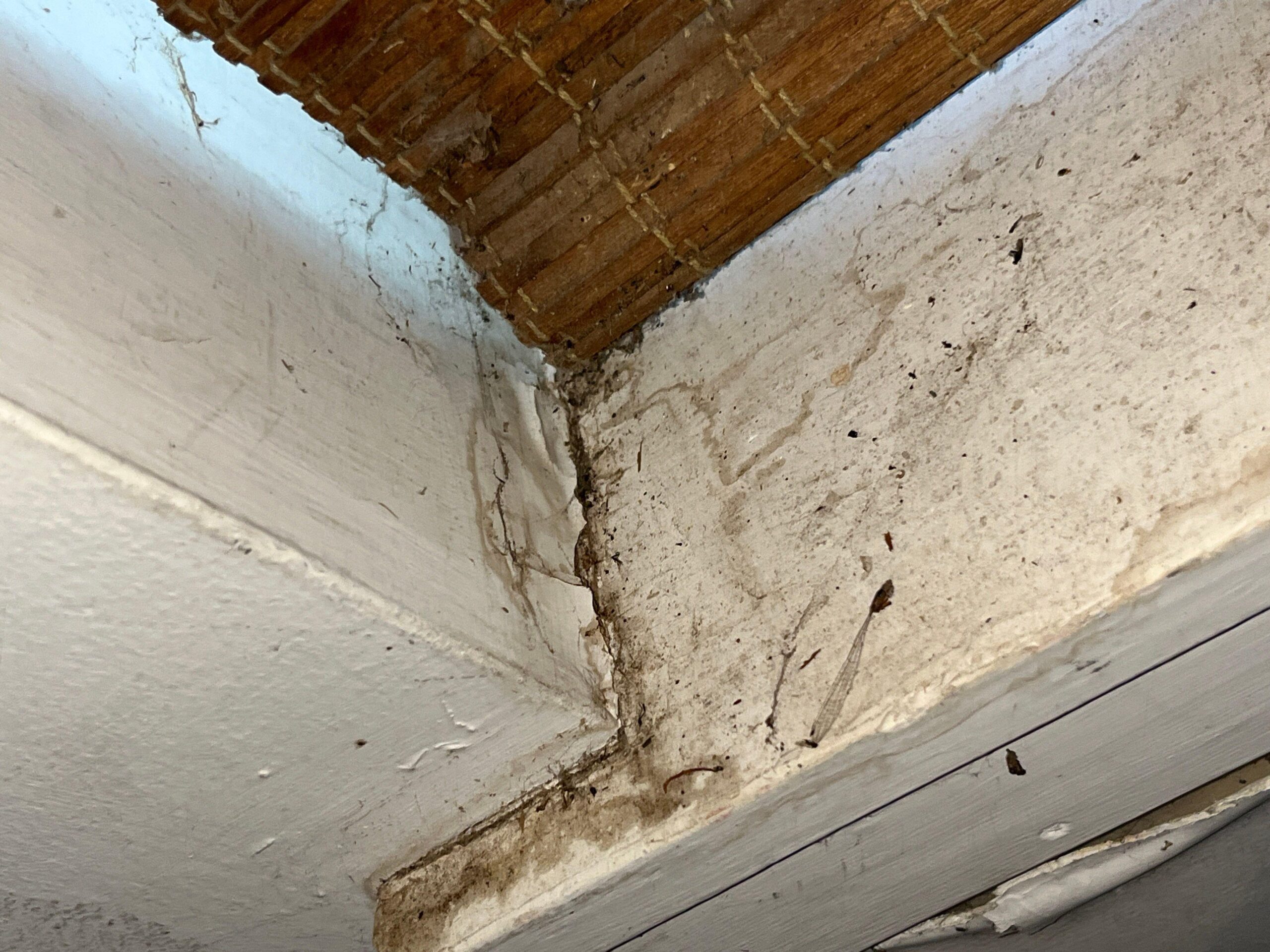 Paint damage and blistering on an Aspen wall caused by mold growth behind the surface