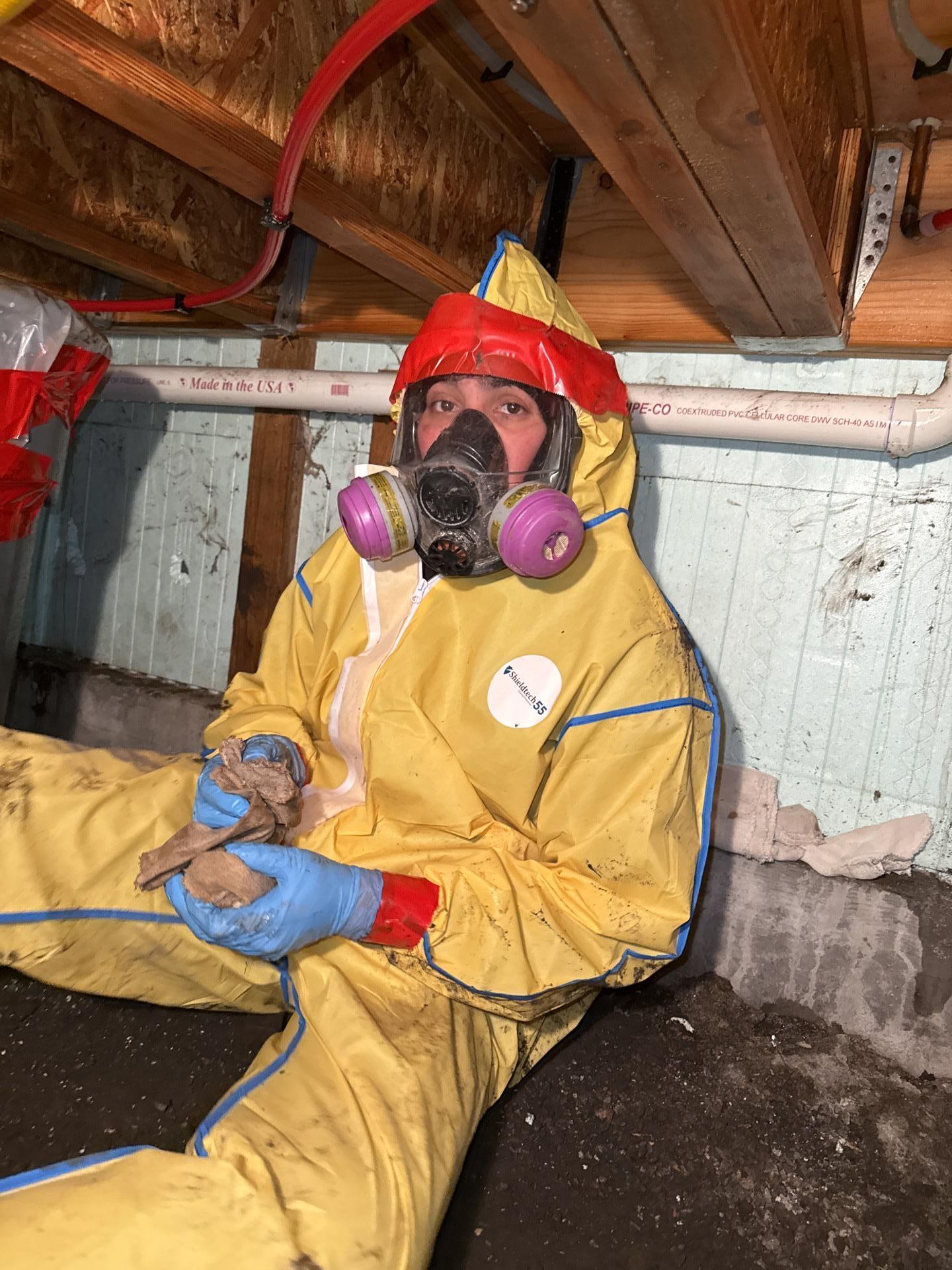 Cleaned crawlspace framing after HEPA vacuuming and antimicrobial treatment