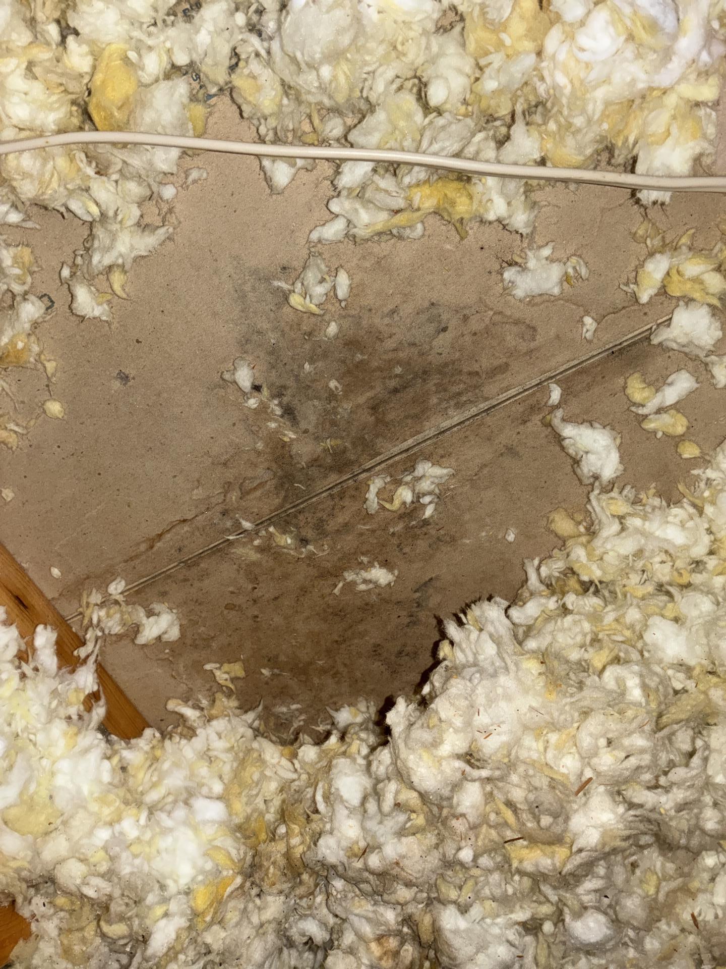 Close view of mold growth on water damaged attic insulation before remediation